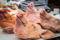 Pig Heads